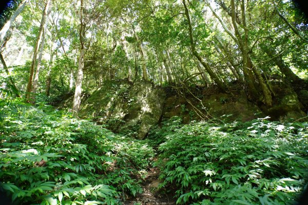 新竹 五峰 鵝公髻山2916844