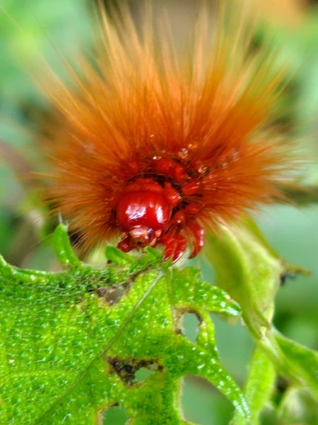 矢場谷山連走勃子山