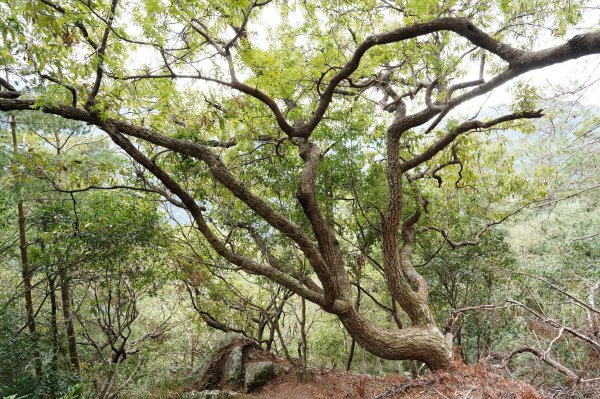 台中 和平 東卯山2674521
