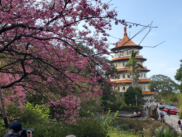 天元宮後山賞櫻