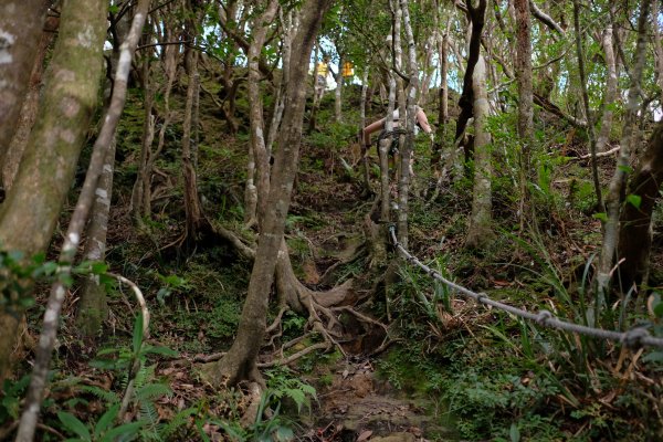 桃園復興區  東卡O縱2823837