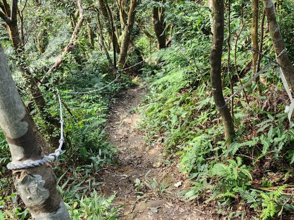 20240114指南宮站經猴山岳二格山鵝角格山至貓空站2430836