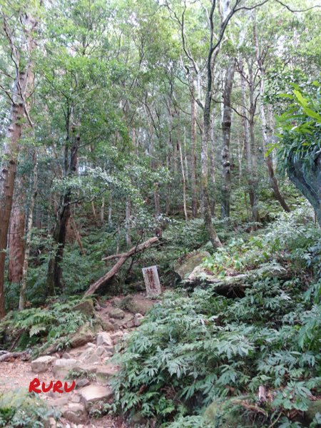 仰望山毛櫸的天空~內鳥嘴山1159691