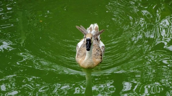 土白公路版1662781