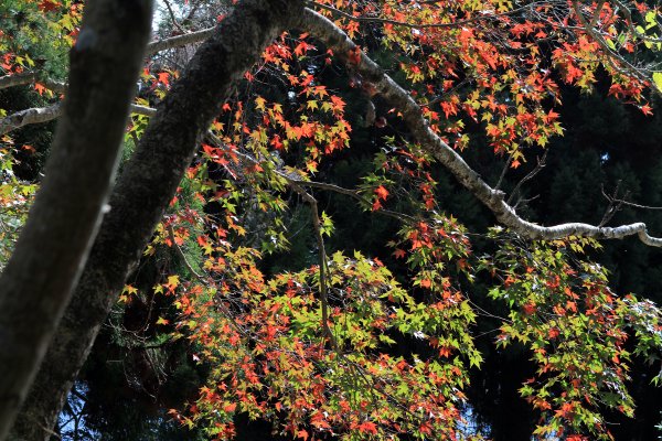 【南投~仁愛】清境農場賞銀杏落羽松楓紅1209034