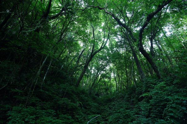 新北 新店 石碇後山、赤腳蘭山、暗寶劍山、鳥嘴尖2793473