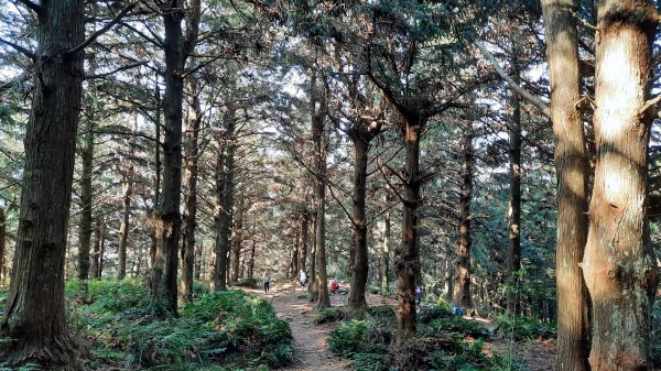 《台中》水晶蘭再現｜鳶嘴西稜線長壽山醜崠山二連峰來回202203201648945