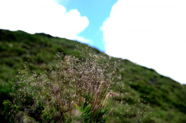 被合歡山群峰遺忘的明珠..石門山北峰139677