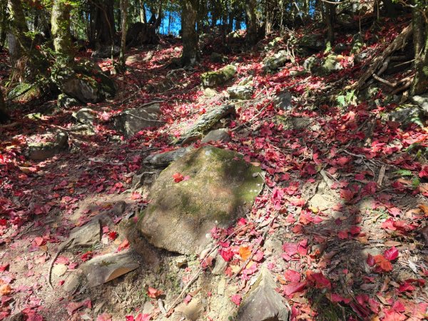 鳶嘴稍來山之楓紅／雲海2974081