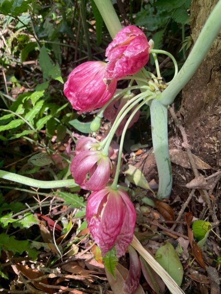大屯西南稜-上大屯尋找八角蓮採野🥬-貴子坑連走六峰2756172