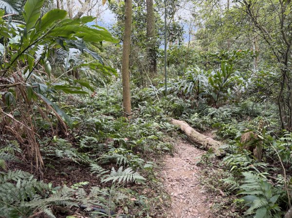 [微笑山線_第四段] 2026_0321 天上山系_十八羅漢岩3022123