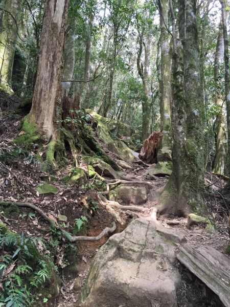 加里山 - 巨石盤根錯節中尋訪一葉蘭113701