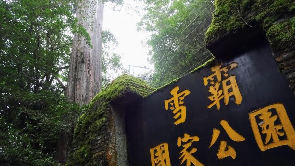 觀霧森林雲霧步道