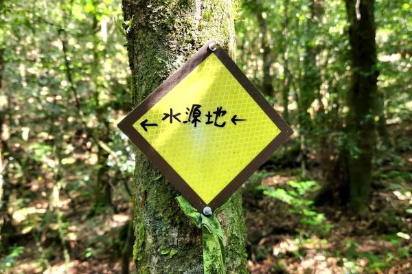 【中級山】插天山的奇幻世界，赫威山，赫威神木群步道2741322