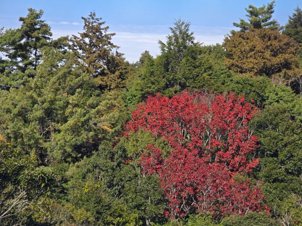 鳶嘴稍來山之楓紅／雲海2974046