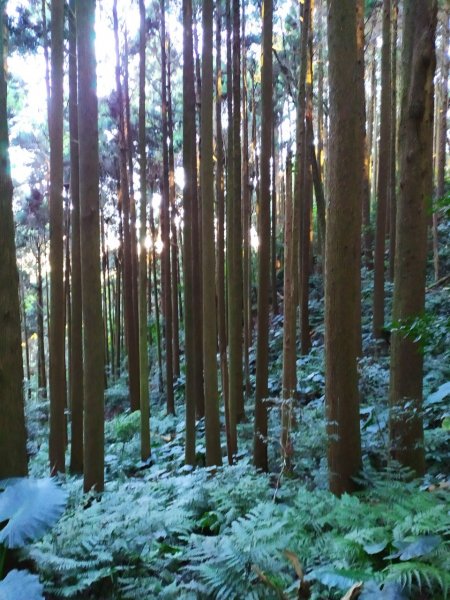 加里山步道+杜鵑嶺+舊運木鐵道(大坪支線1192098