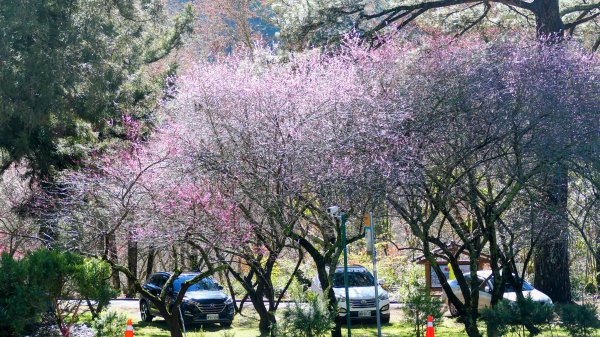 《踏莎行・武陵山櫻》2712462
