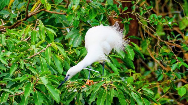 大安公園,台大校園3012108