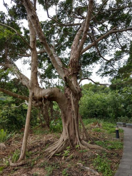 碧潭和美山O形渡船回封面