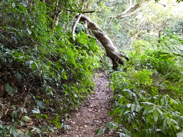 埔里關頭山走舊武界越山502394