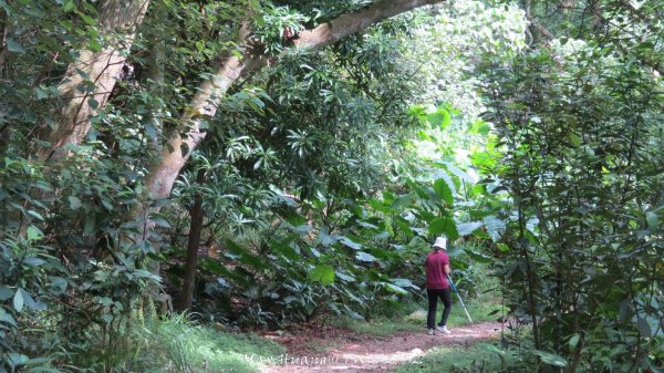 《彰化》稜線雙龍｜田中森林登山步道O型202506292824361