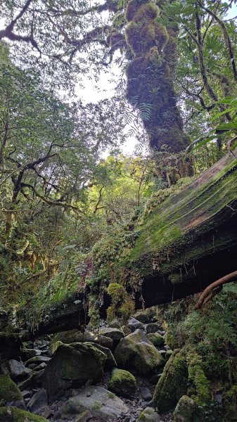 棲松縱走未竟2918400