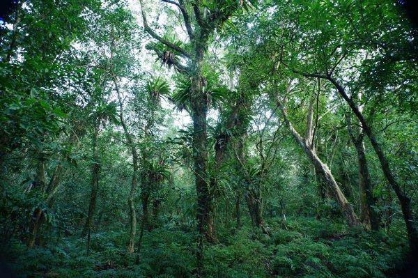 新北 烏來 波露山3000681