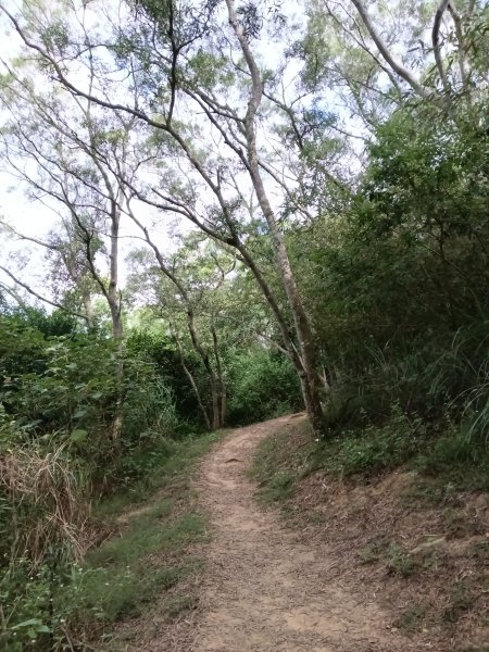 造橋鄉口山步道(老庄山+菜瓜窩山+造橋口山)2933696
