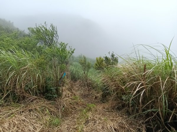 雙溪區鶯子頂山-950峰-鶯子嶺去回3033904