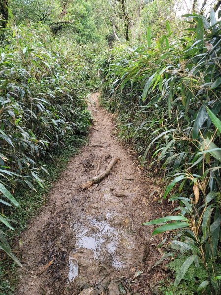 朝聖之路小百岳--三角崙山2356917