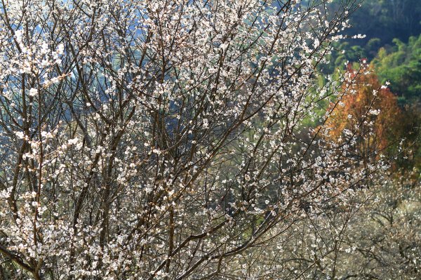 【南投~信義 】牛稠坑賞梅1254931