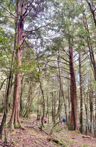 觀霧-檜山巨木群步道2925557