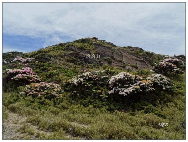 哈哈山~石門北峰/杜鵑花開1372534