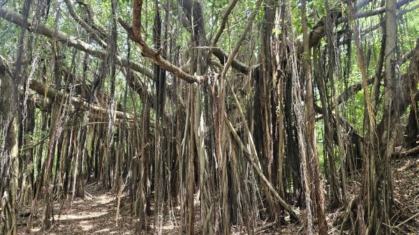 20250616崎頂子母隧道-南十八尖山-日出神社遺址-青草山2814277