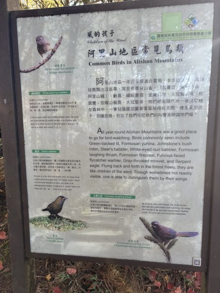 20251225塔山步道(大塔山)2970338