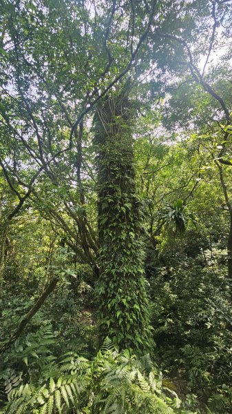 20260323后番仔坑山-內平林山-新路尾山-頂坑山-三貂嶺中心點3023705