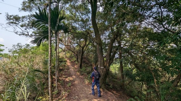 112.04.04王公坑山-烏塗窟山之開滿血藤花2120595