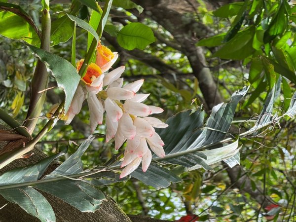 2025/04/13 小百岳第008「大崙頭山」2760277