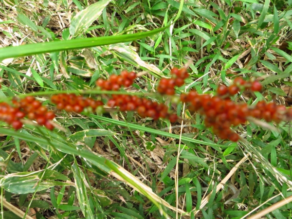 陽明山國家公園原生花草62584