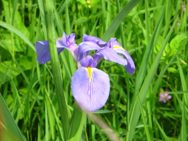 陽明山國家公園原生花草62457