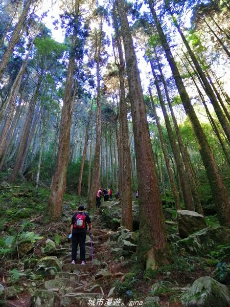 【台中。和平】綠蔭杉林大口森呼吸。 橫嶺山自然步道x橫嶺山主峰1497935