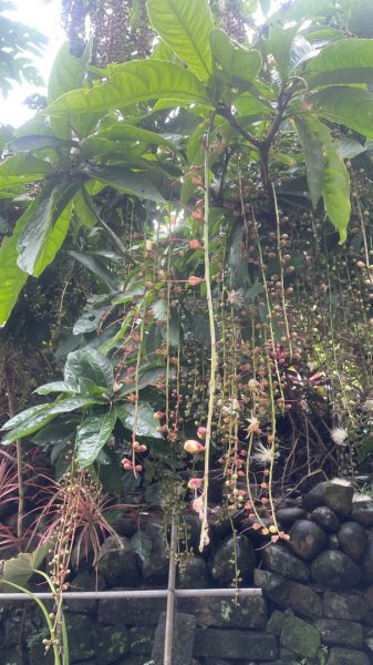 微笑山⛰️線-大棟-二格山-五分山-天上山-鳶山💎12條步道完成💙2834130