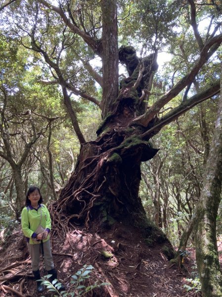 塔曼山：新北市第一高峰之樹的國度1860858