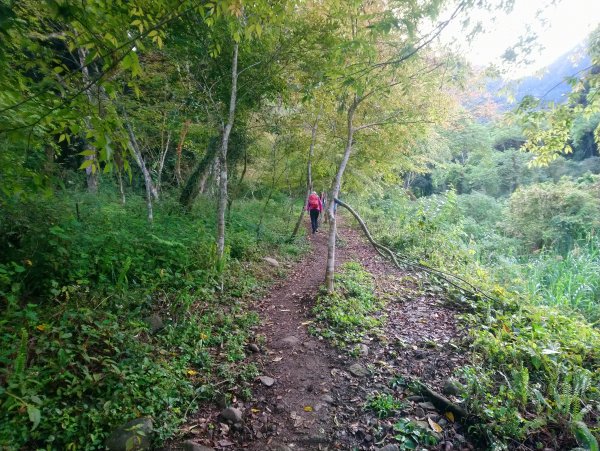 溪頭 南鳳凰山 天文台 神木O型 869802