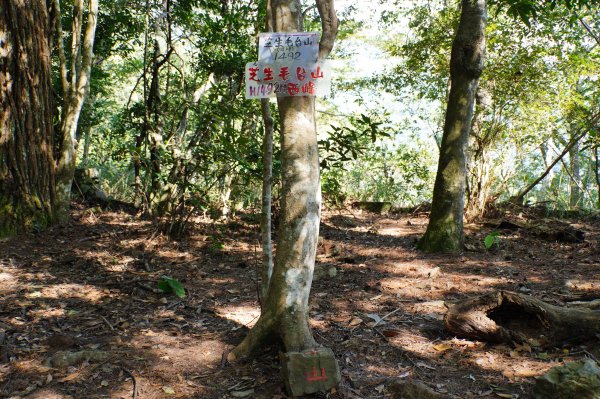 新竹 尖石 芝生毛臺山、虎禮山2903148