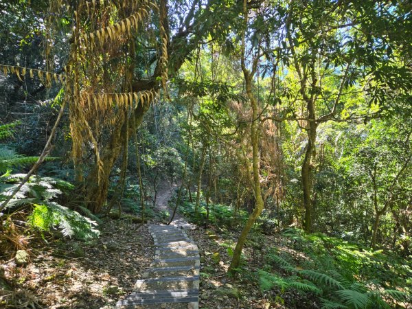 雪山坑登山步道~巨人之手2948729