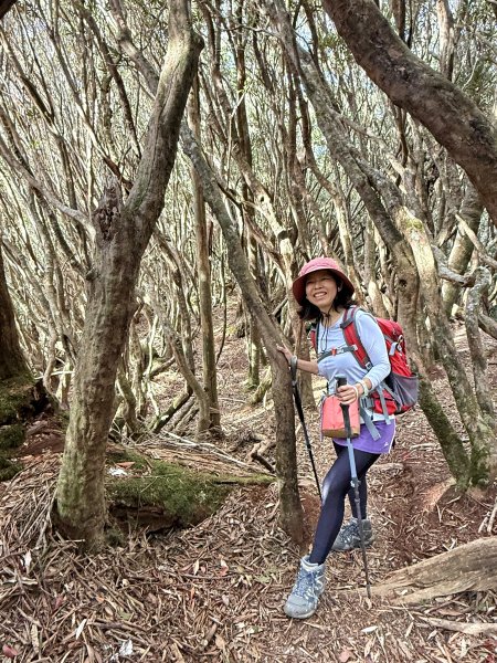 塔曼山 連走 拉拉山森林遊樂區 O繞 202510112923661