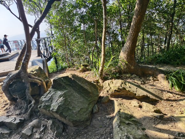 [百山百鳥尋旅-14/15] 2025_0929 劍潭山親山步道2900898