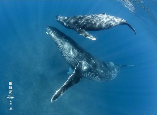 【書訊】鯨豚記：台灣首位鯨豚攝影師水下20年的夢想與堅持