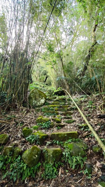 20260125 陽明山前後山健行(無極天元宮~山仔頂步道.向天池.向天山.面天山.二子坪)2997951